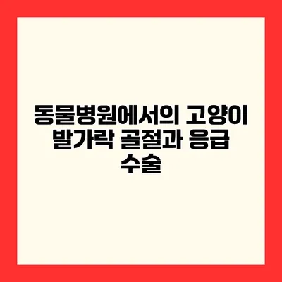 동물병원에서의 고양이 발가락 골절과 응급 수술